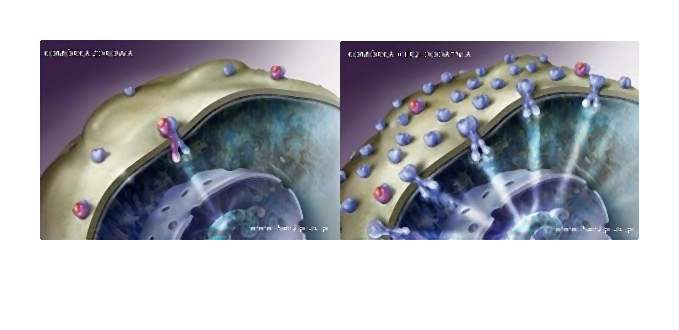 HER2-004-2014-02-08 _ 19_20_38-75